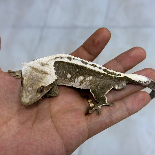 Axanthic