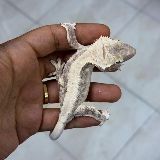 Lilly Axanthic