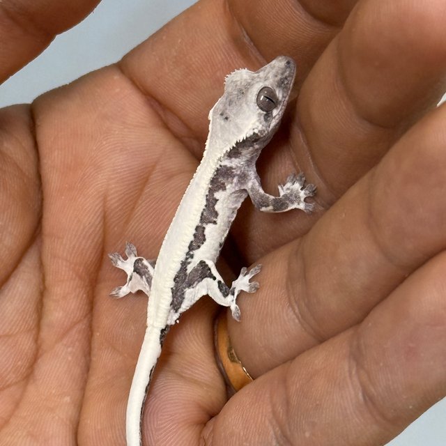 릴리 세이블 아잔틱