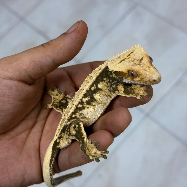 Normal 100% Het Axanthic