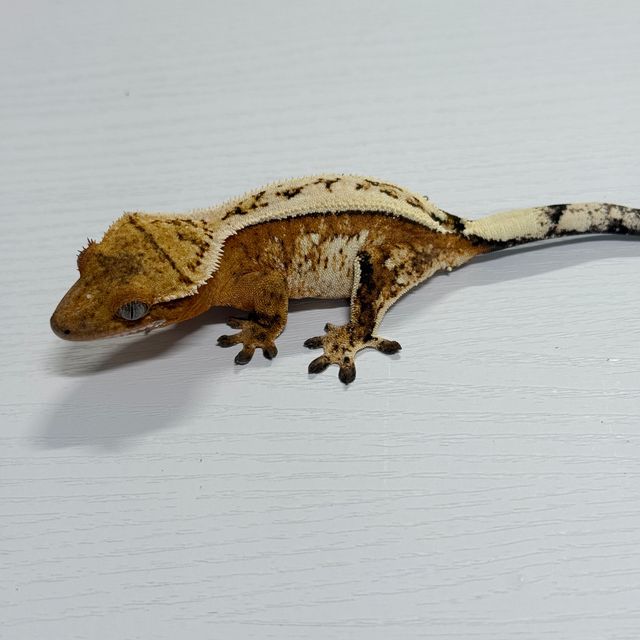 세이블
