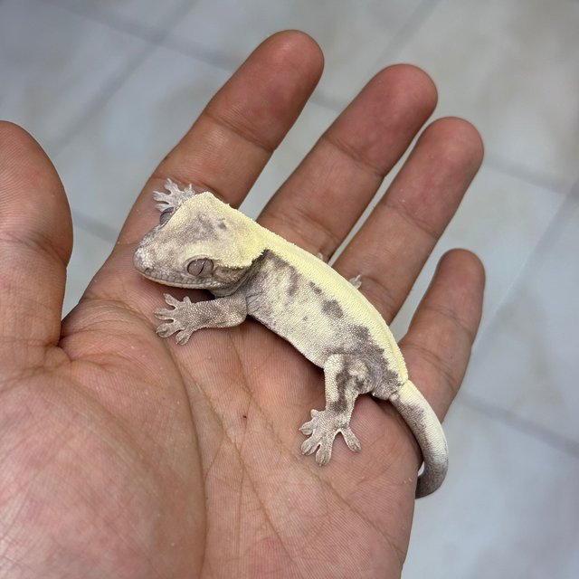 Super Sable LW 100% Het Axanthic