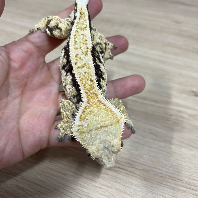 노멀 쿼드 풀핀 핀스트라이프