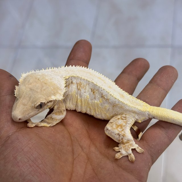 Lilly White