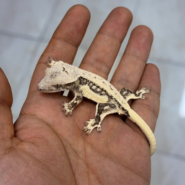 100% Het Axanthic 100% Het Chocho Lilly White