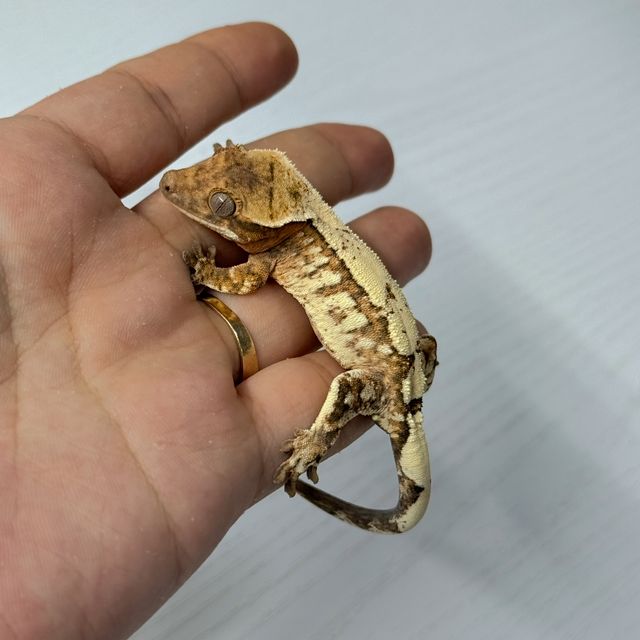 세이블