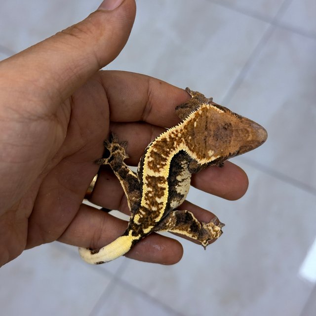 Cappuccino 100% Het Axanthic
