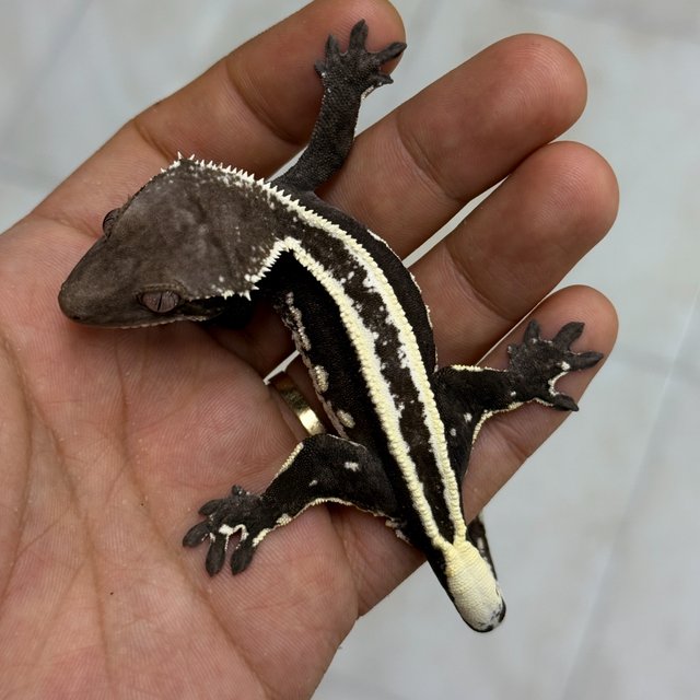 Axanthic