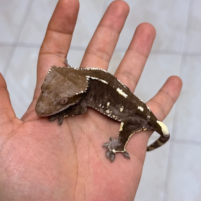 Axanthic