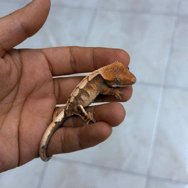 세이블 100%헷아잔틱