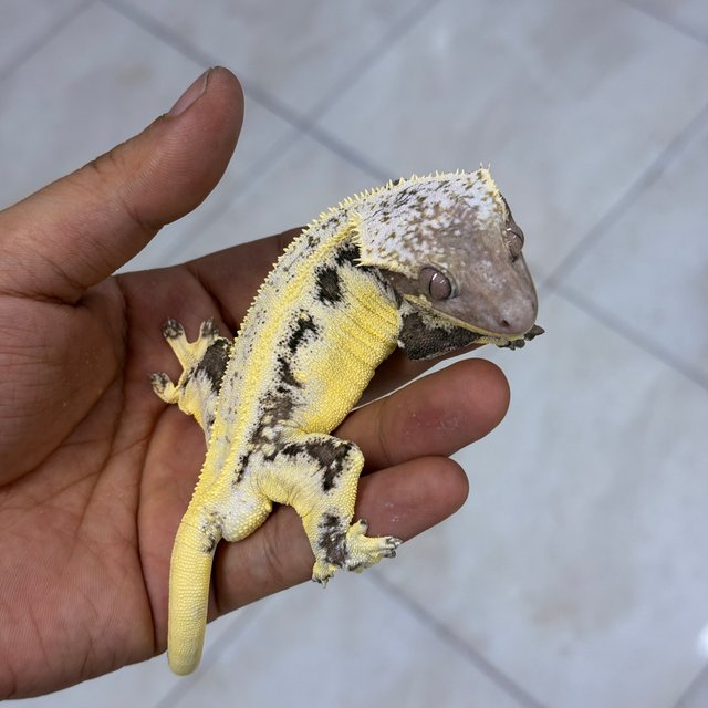 Lilly Axanthic