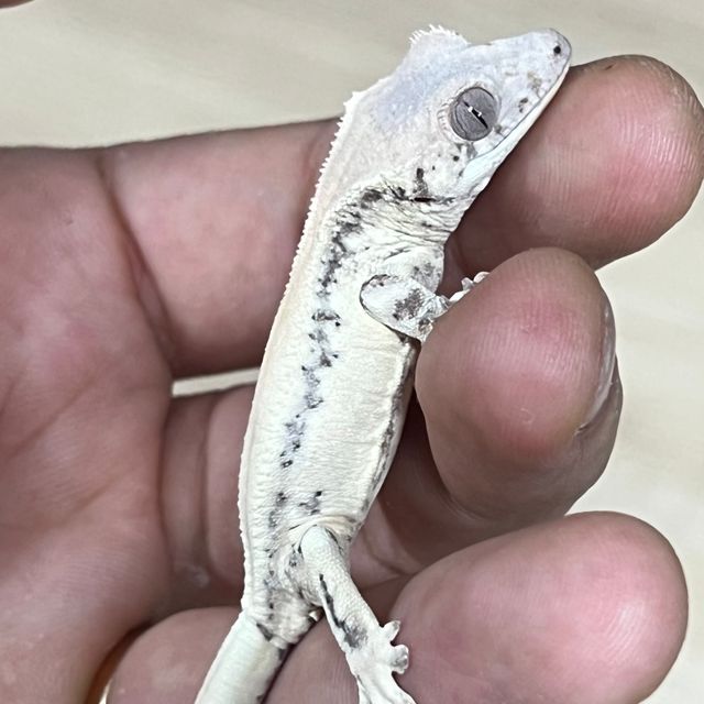 릴리 세이블