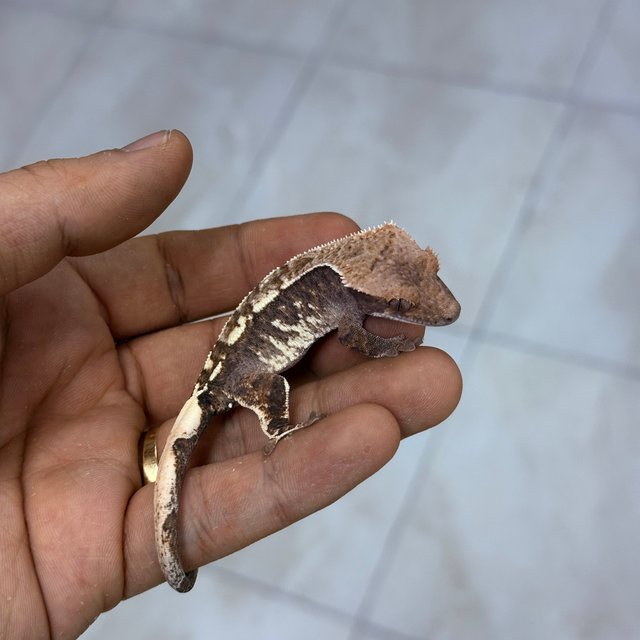 카푸치노 100%헷아잔틱