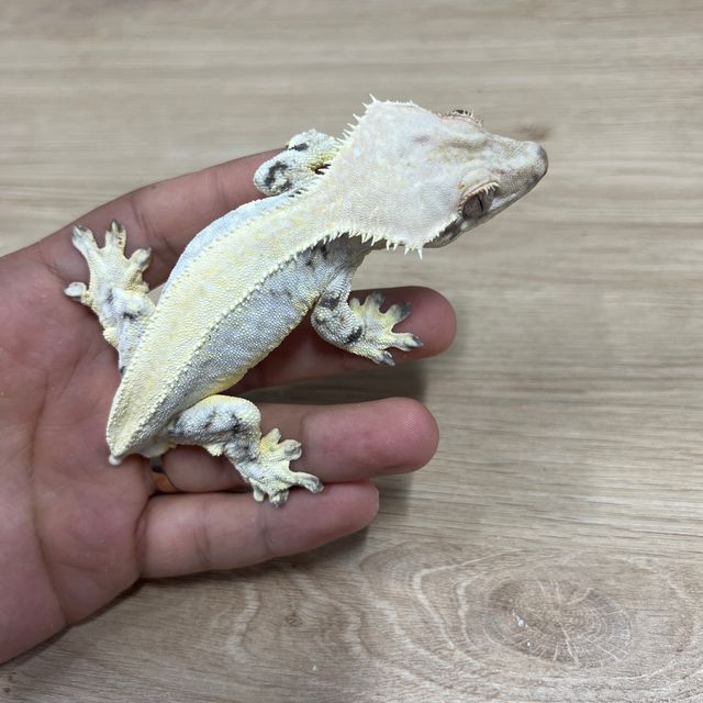 릴리화이트