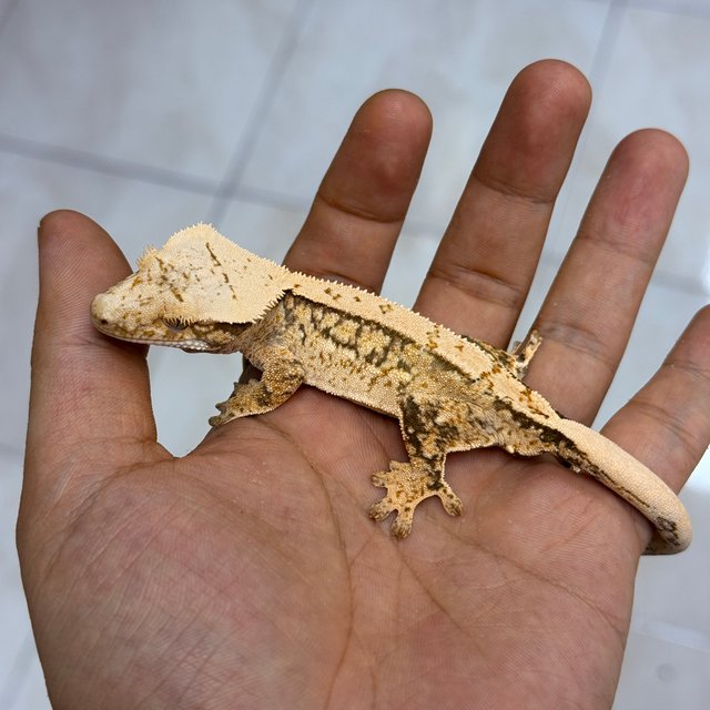 100% Het Axanthic Normal