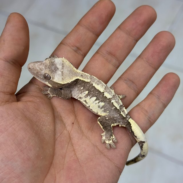 Axanthic