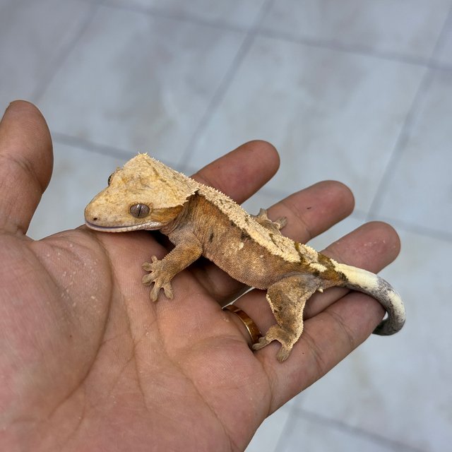 Sable 100% Het Axanthic