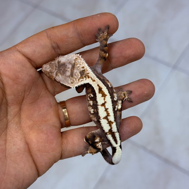 Sable 100% Het Axanthic
