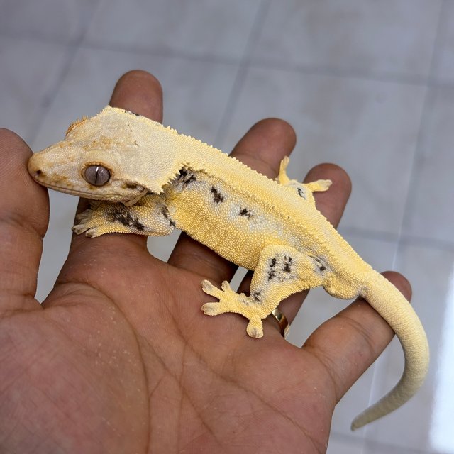 Lilly White