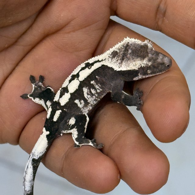 Sable Axanthic