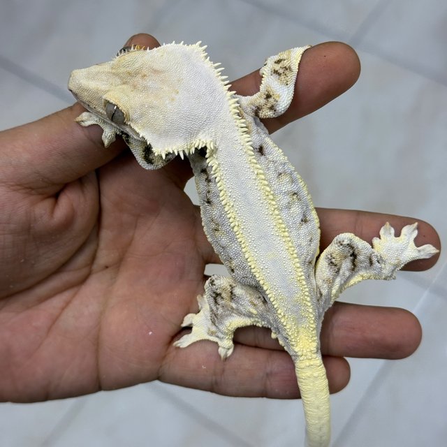 Lilly White