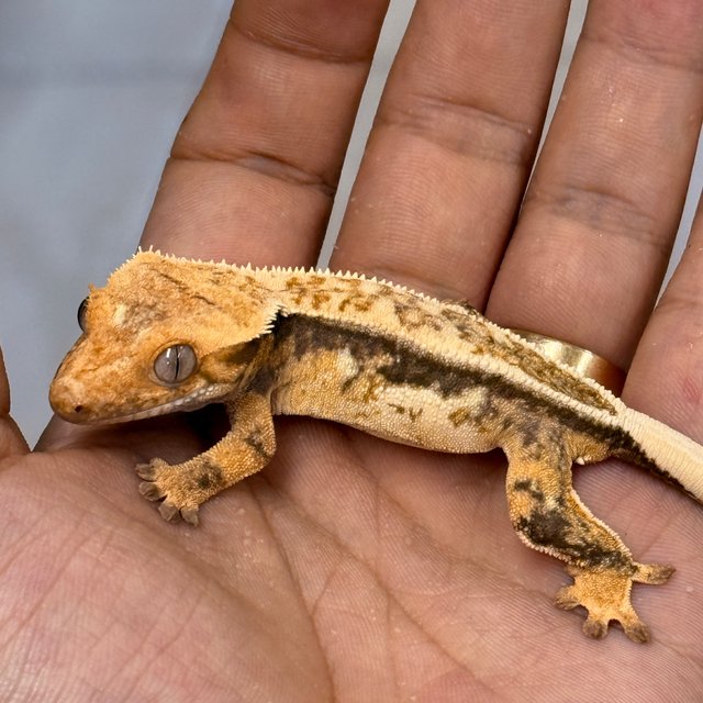 Normal 100% Het Axanthic