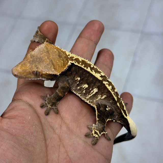 Cappuccino 100% Het Axanthic