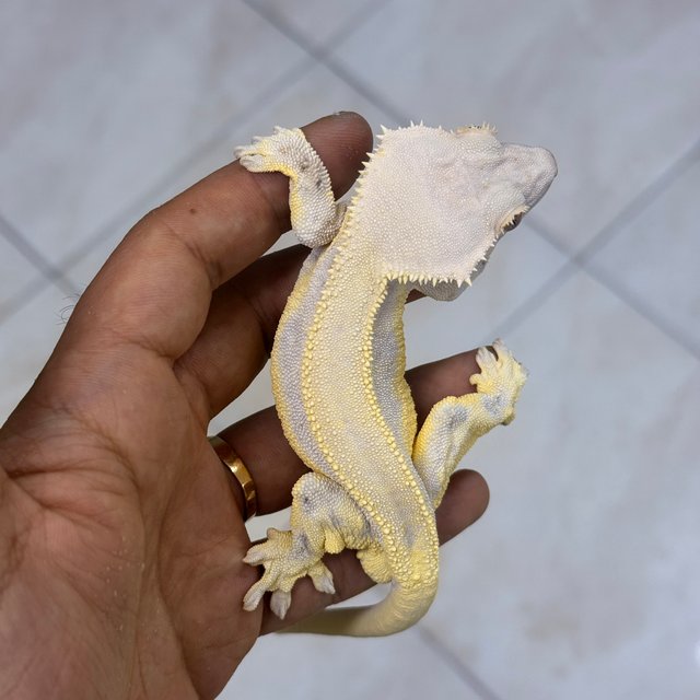 Lilly White