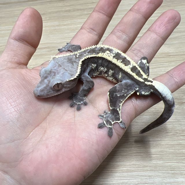 카푸치노