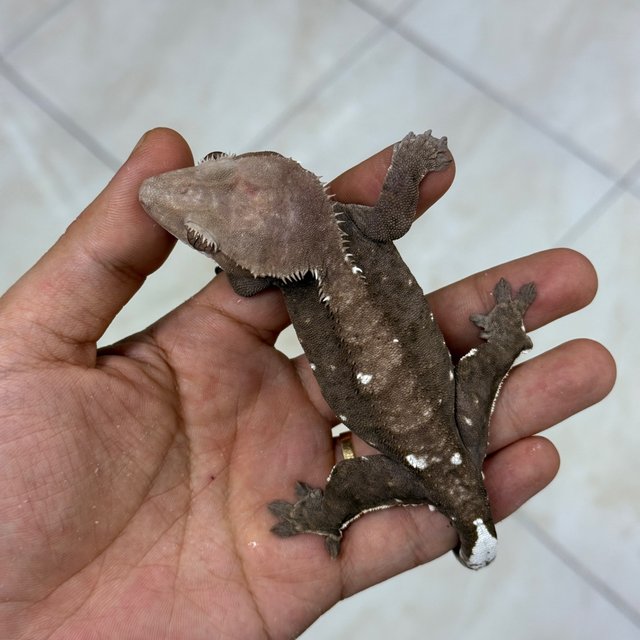 Axanthic