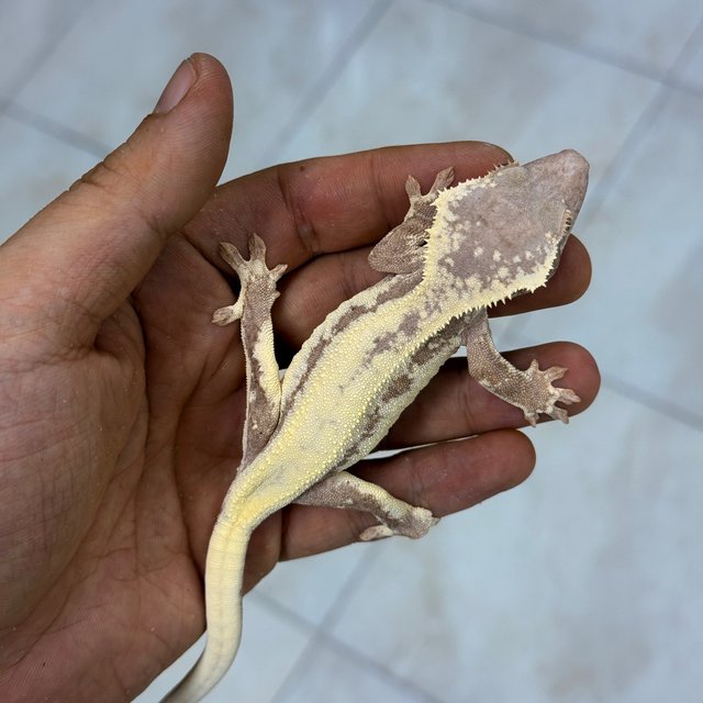 LW Sable 100% Het Axanthic