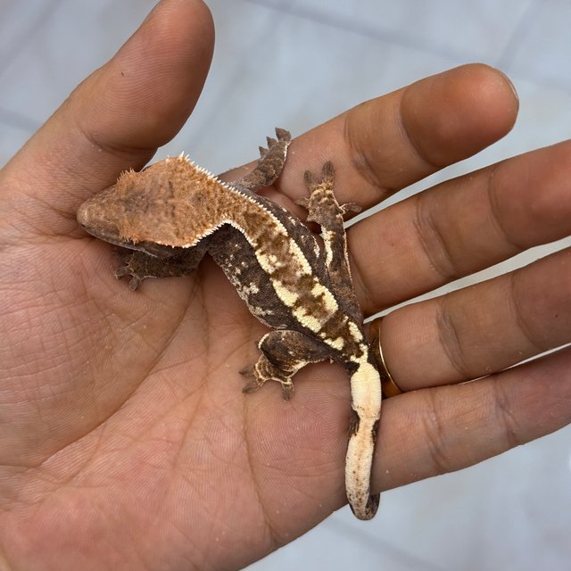 100% Het Axanthic Cappuccino