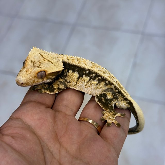 Normal 100% Het Axanthic
