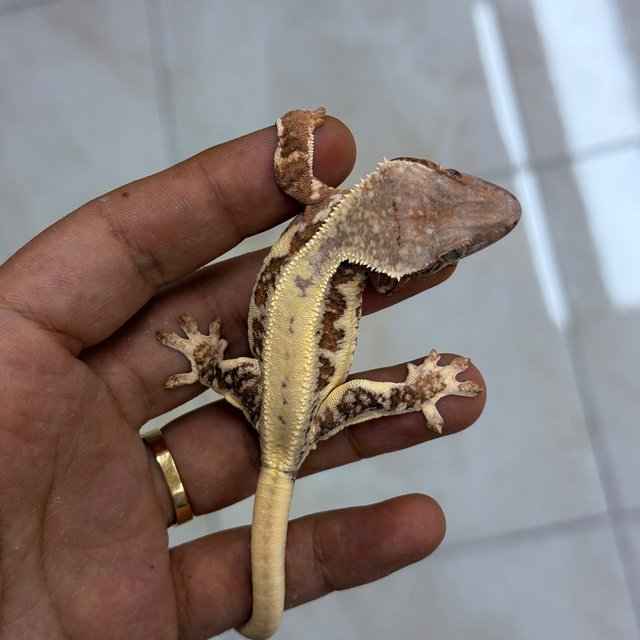 Lilly White Chocho