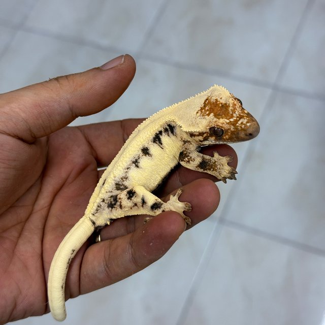 100% Het Axanthic LW Sable
