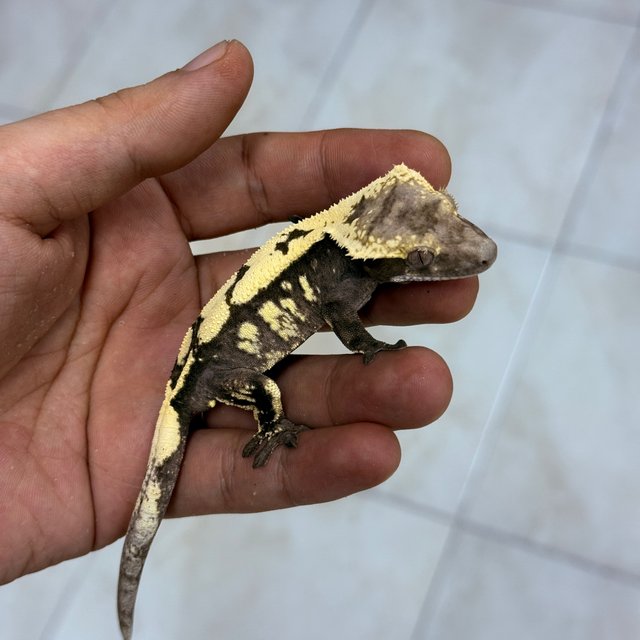 Sable Axanthic