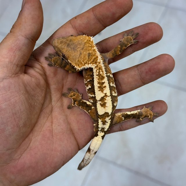 Sable 100% Het Axanthic