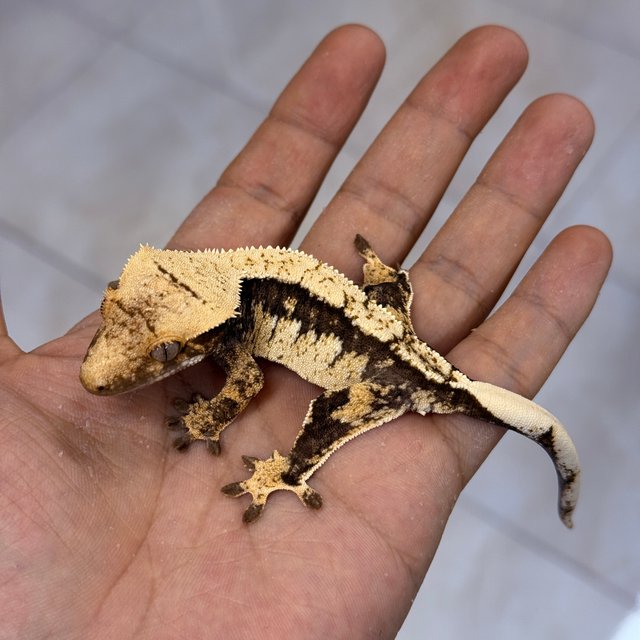 100% Het Axanthic Normal