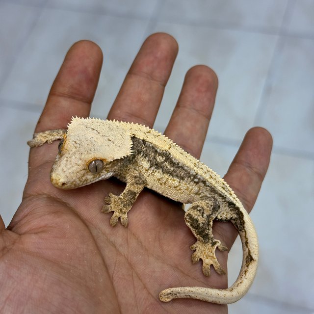 Normal 100% Het Axanthic