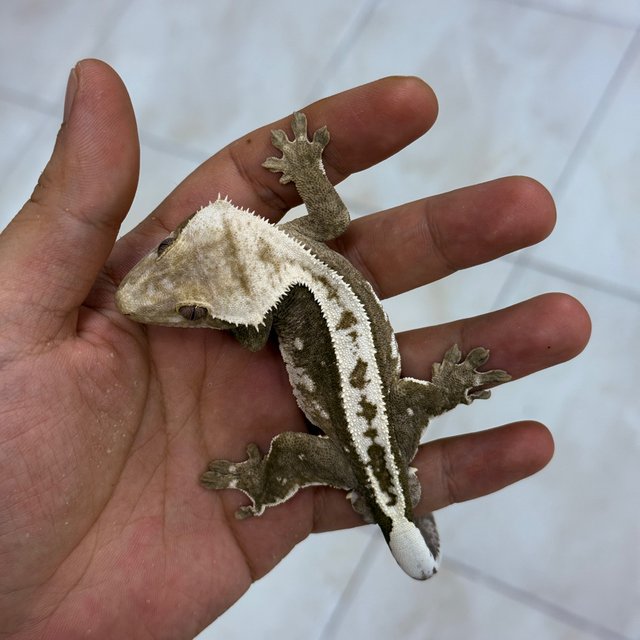 Axanthic