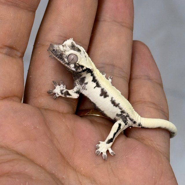LW Sable Axanthic