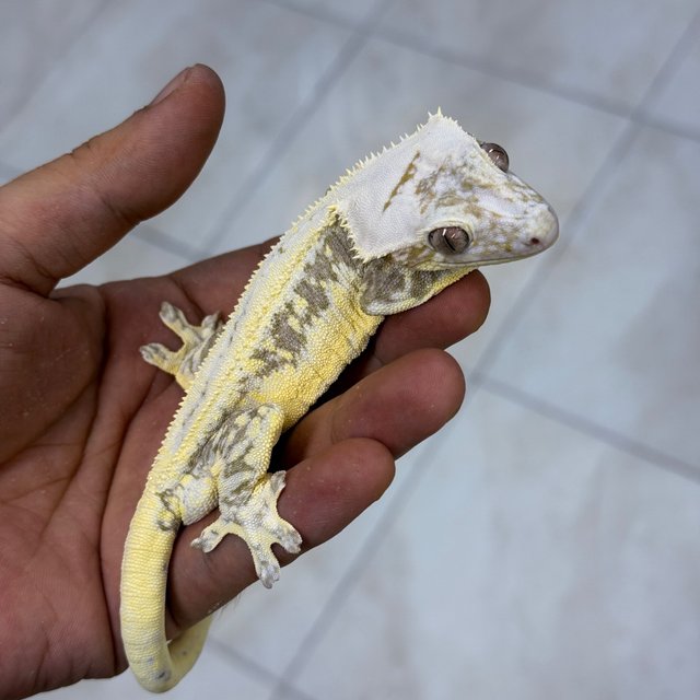 Lilly Axanthic