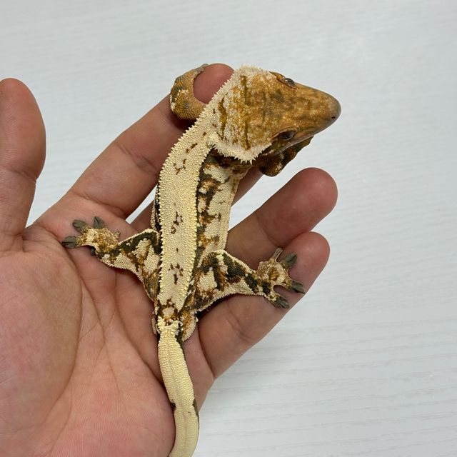 세이블