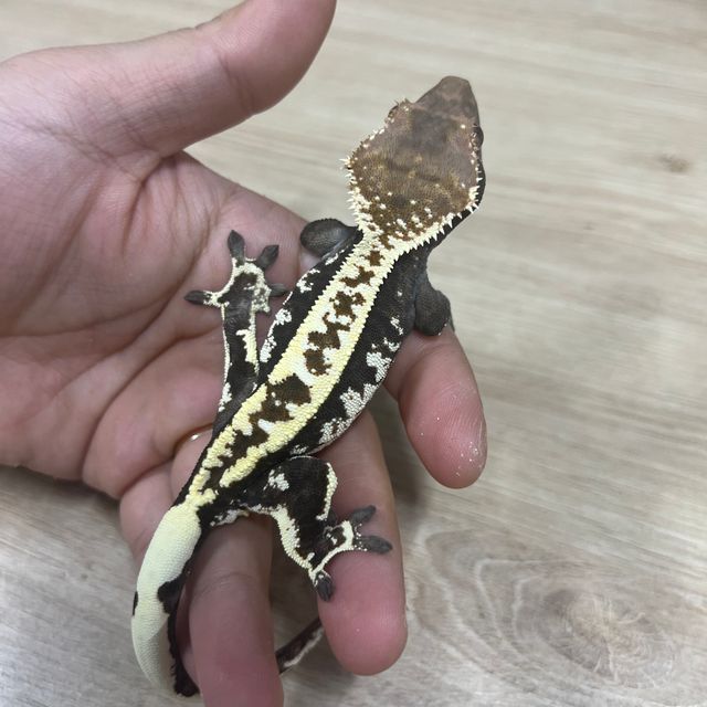 카푸치노