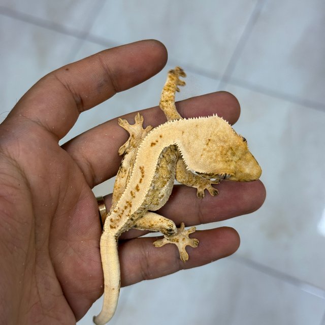 Normal