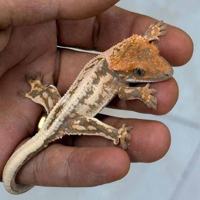 100% Het Axanthic Sable