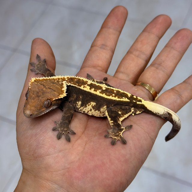 Cappuccino 100% Het Axanthic