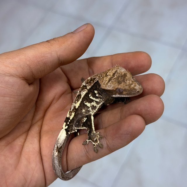 Cappuccino 100% Het Axanthic