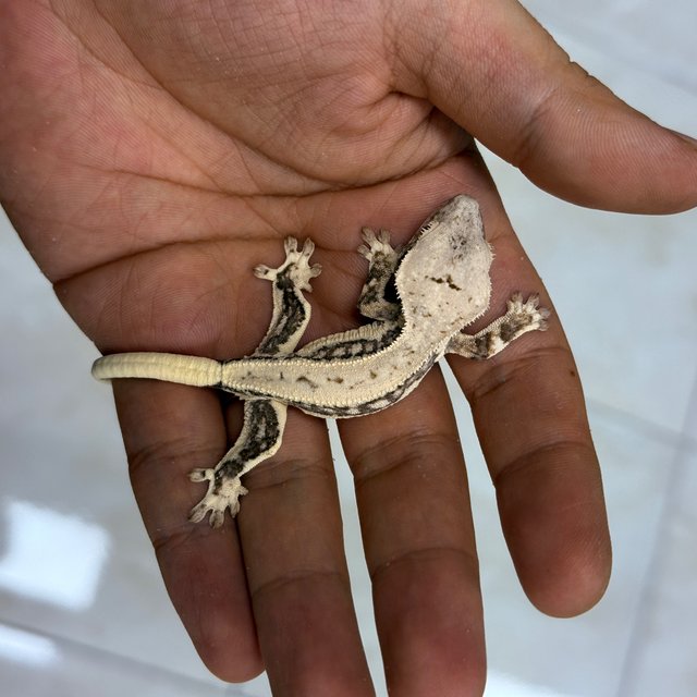 100% Het Axanthic 100% Het Chocho Lilly White
