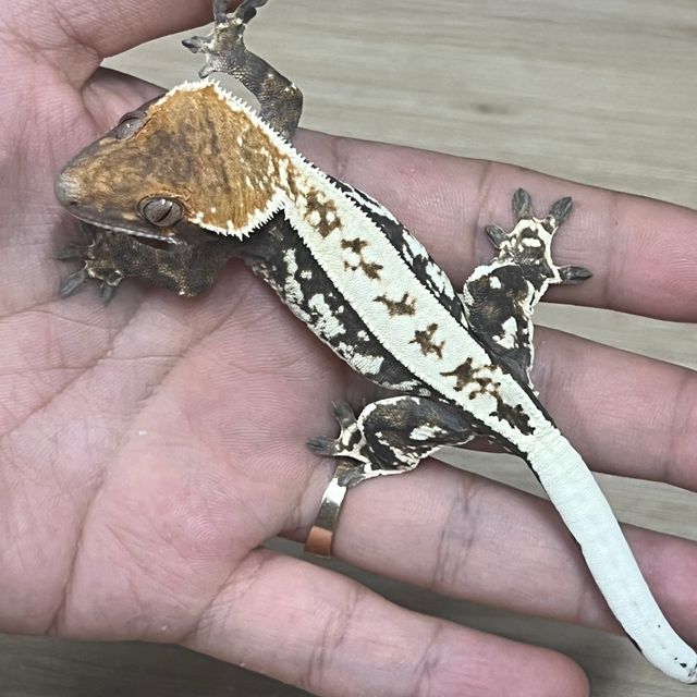 카푸치노